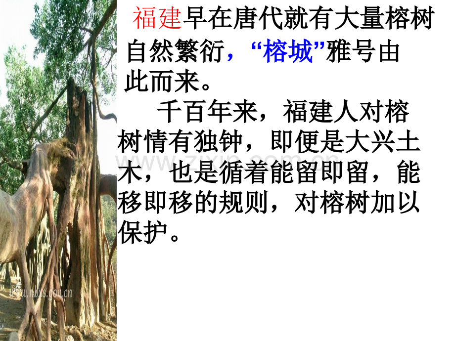 故乡的榕树公开课课件.ppt_第3页