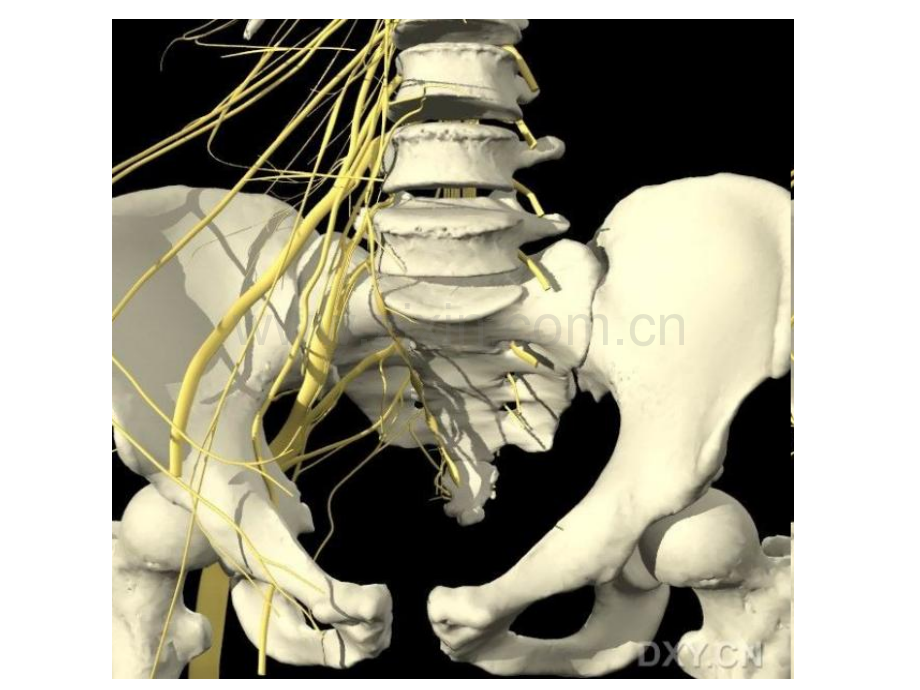骨盆彩色三维解剖图.pptx_第3页