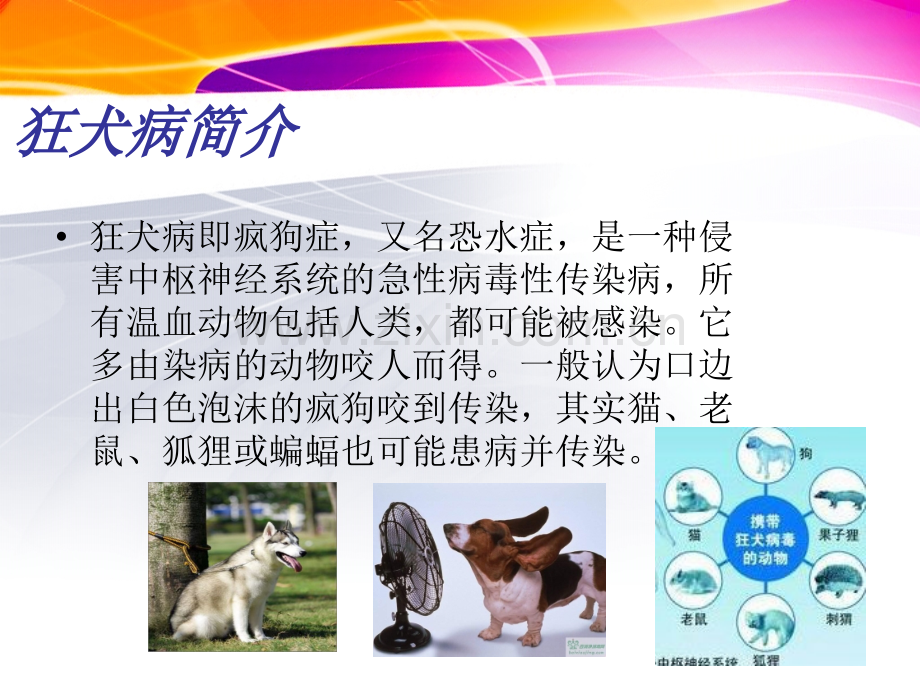 狂犬病防治知识培训.pptx_第3页