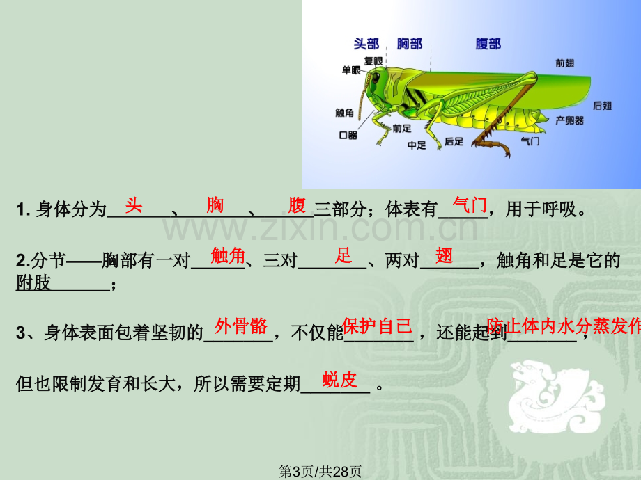 八年级生物上册期中复习.pptx_第3页