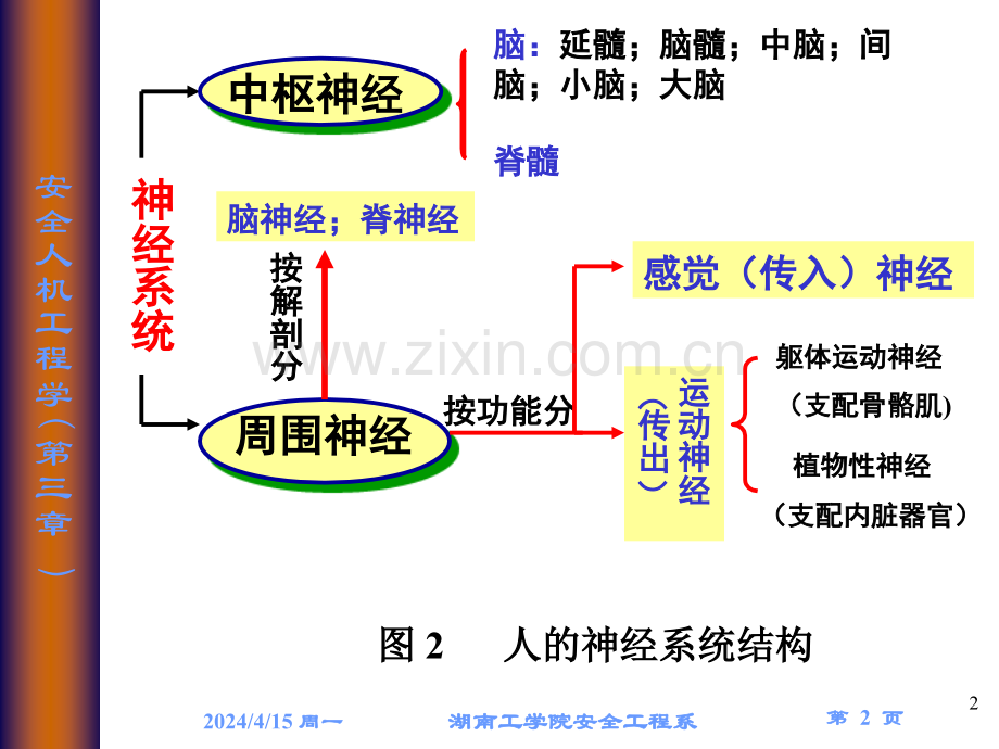 人的生理心理因数及生物能力学特征.pptx_第2页