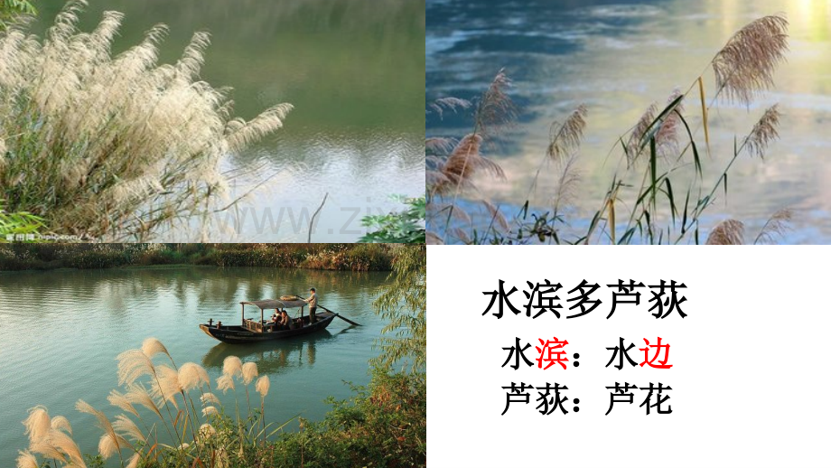 小古文芦花.ppt_第3页