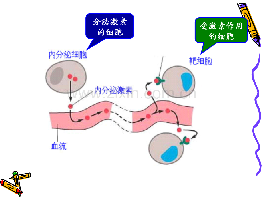 第十一章-激素.ppt_第3页