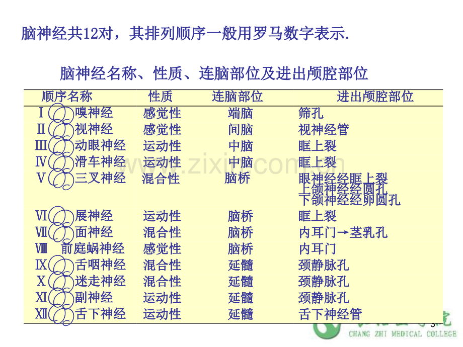 人体解剖学之神经系统--周围神经系统-脑神经--.pptx_第3页