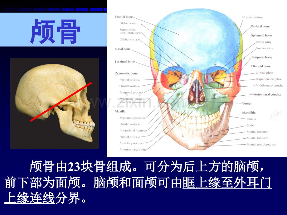 华西解剖学颅骨.pptx_第1页