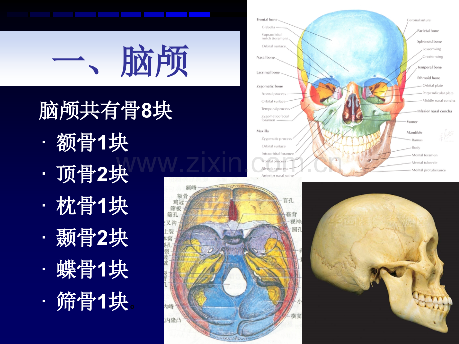 华西解剖学颅骨.pptx_第2页