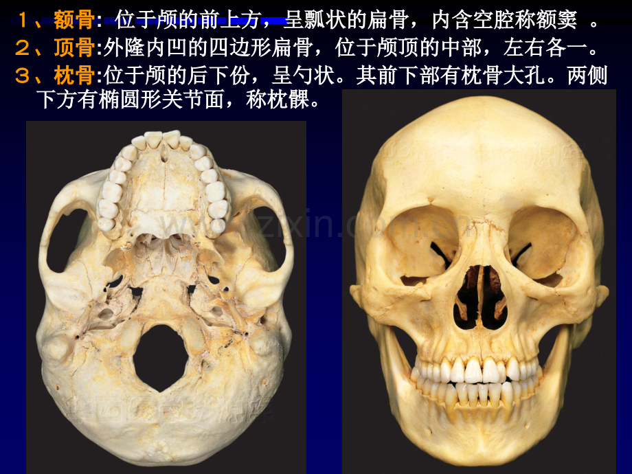 华西解剖学颅骨.pptx_第3页