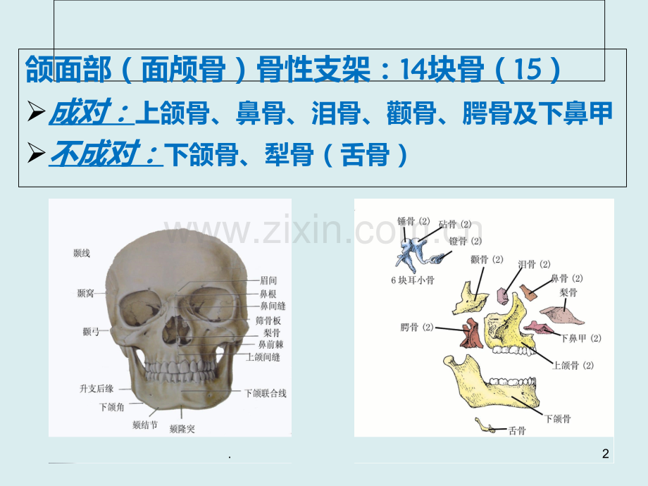 颌面部骨骼解剖.ppt_第2页