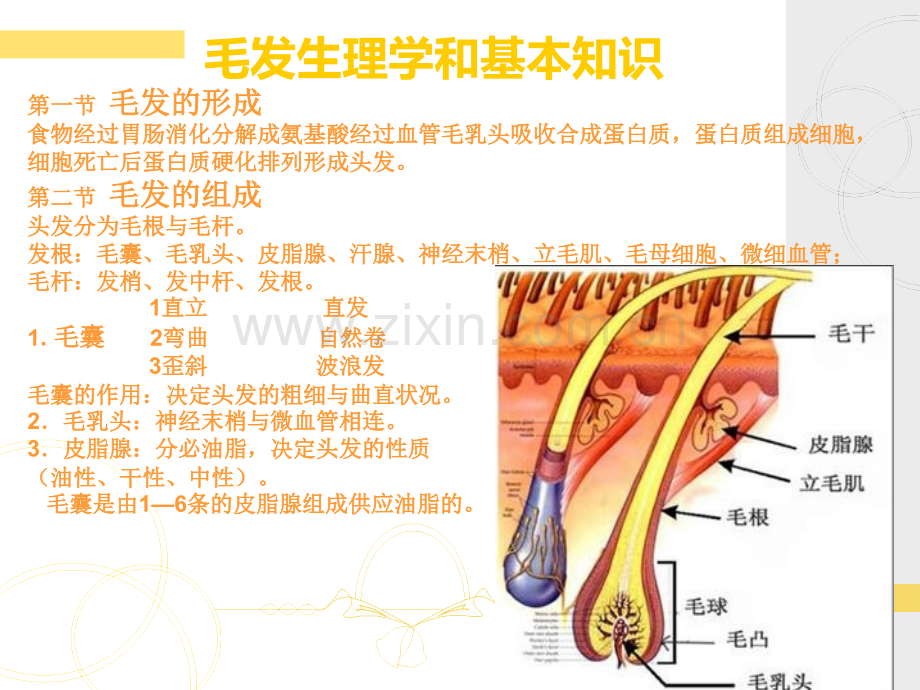 毛发生理学和基本知识.ppt_第2页