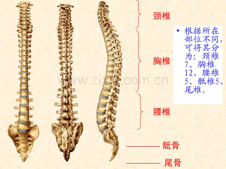 脊柱解剖.pdf_第2页