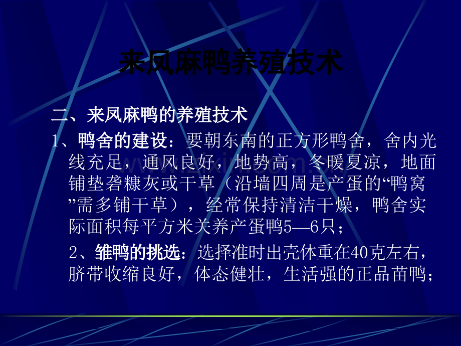 麻鸭养殖技术.ppt_第2页