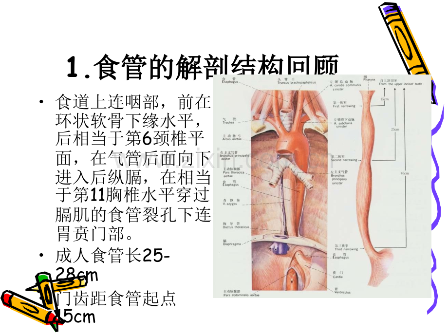 食管癌病人的护理.ppt_第3页