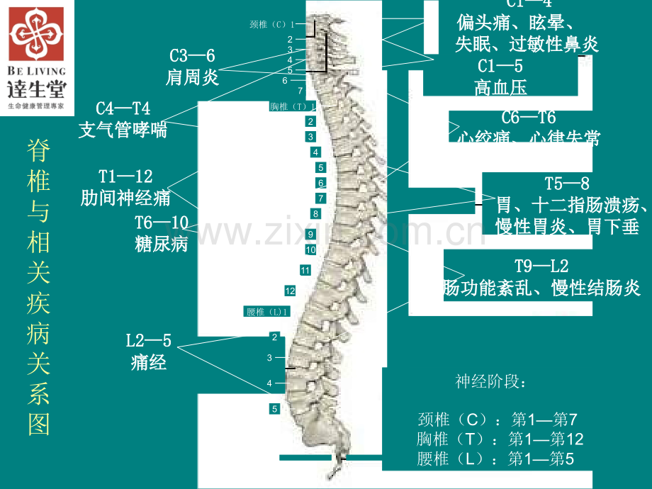 龙氏脊椎正骨.ppt_第3页