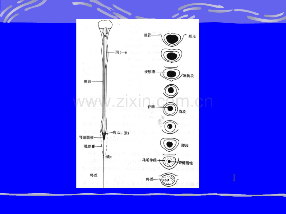 脊髓病变.pdf_第3页