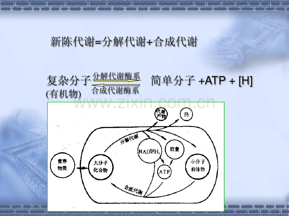 第六章--微生物的代谢.pdf_第3页