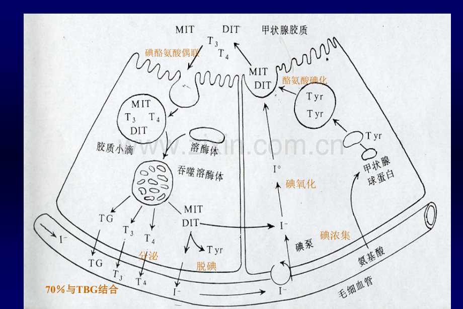 先天性甲状腺功能减低症(ppt文档).ppt_第3页