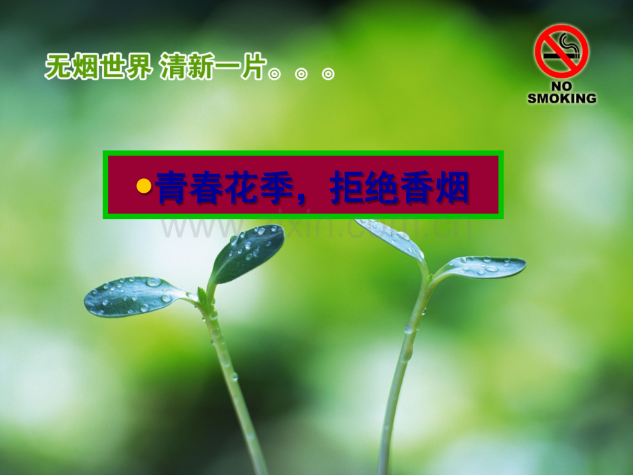 青春花季-拒绝香烟.ppt_第1页