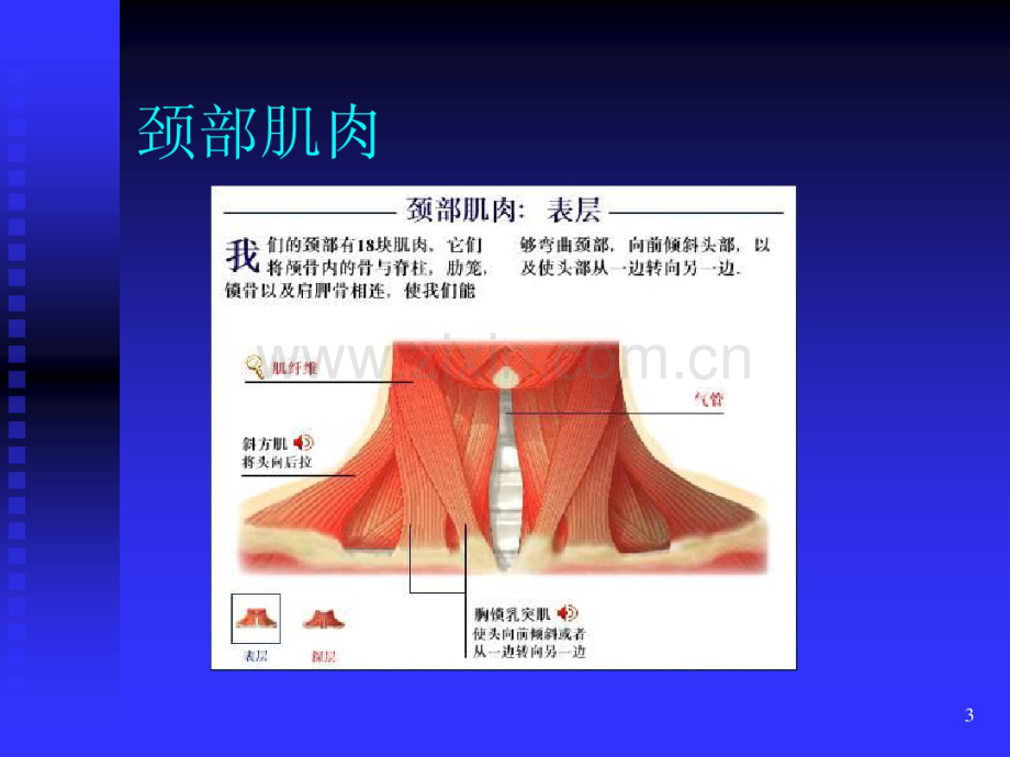 颈部疾患.pdf_第3页