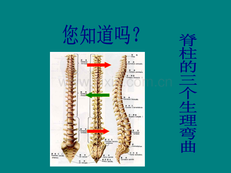 颈椎病预防(讲稿).ppt_第3页