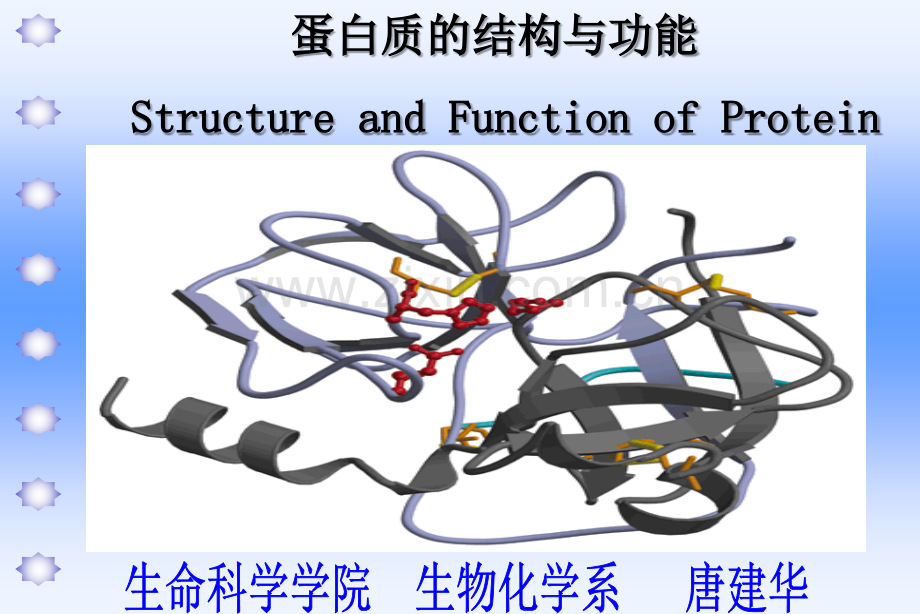 蛋白质的结构与功能.ppt_第1页