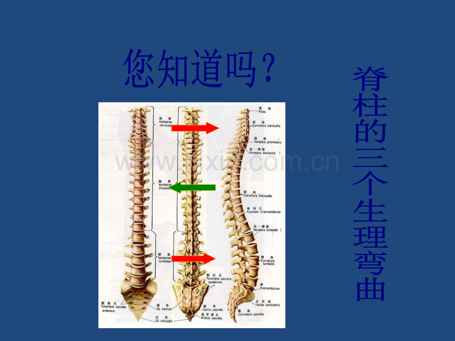 颈椎病预防讲稿.ppt_第3页