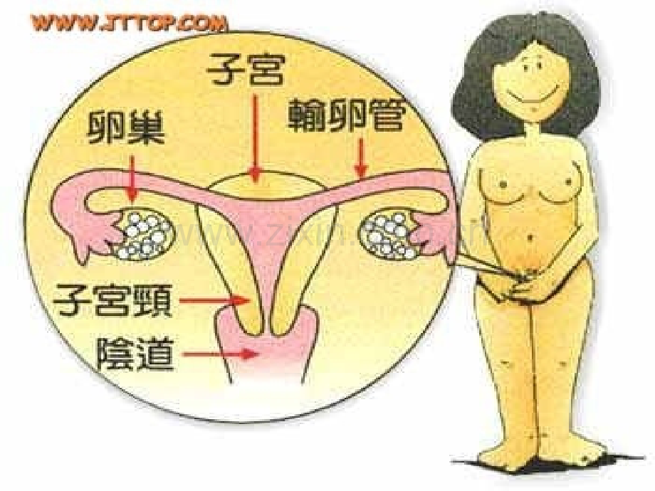 青春期生理卫生----女生篇-ppt】.ppt_第3页