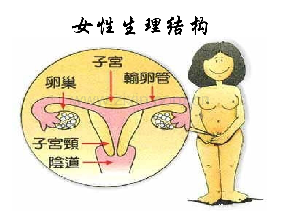 初中女生生理卫生讲座ppt课件.ppt_第3页