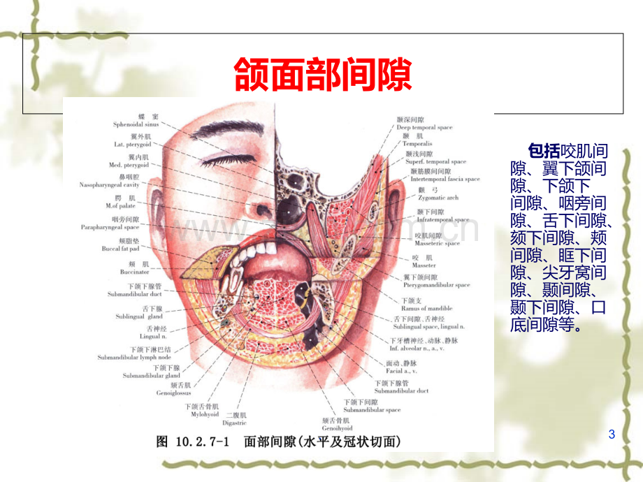 颌面部间隙感染PPT课件.ppt_第3页