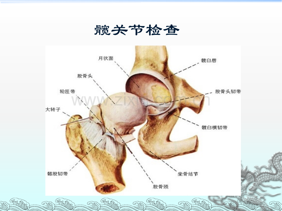 髋关节体格检查.ppt_第1页