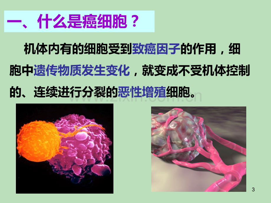 -细胞的癌变.ppt_第3页