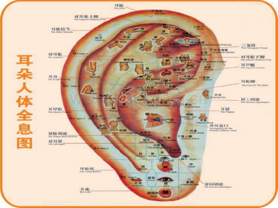 针灸人体穴位图大全..pptx_第1页