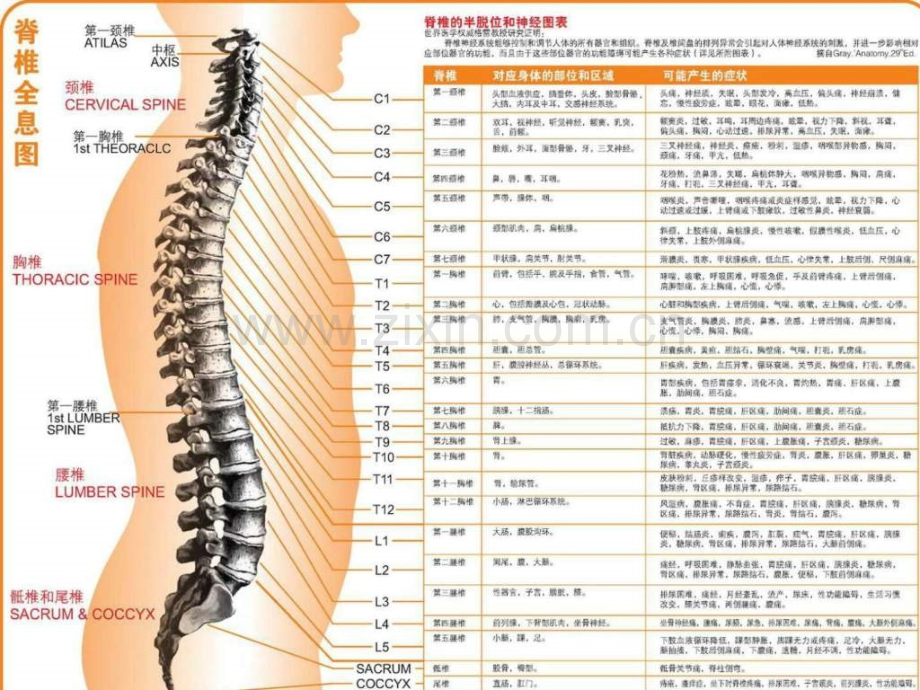 针灸人体穴位图大全..pptx_第3页