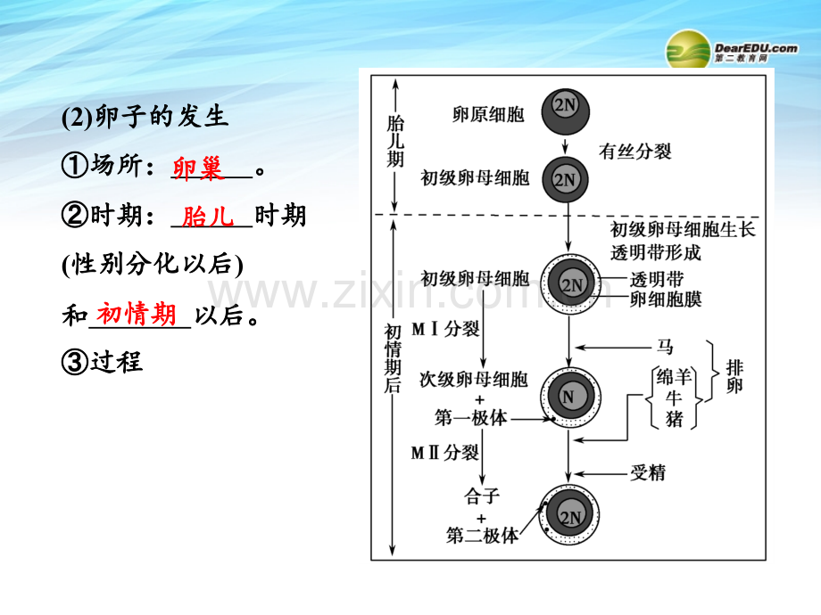 高考生物总复习-x-胚胎工程.ppt_第3页