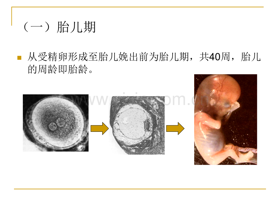 人体发育规律.pptx_第3页