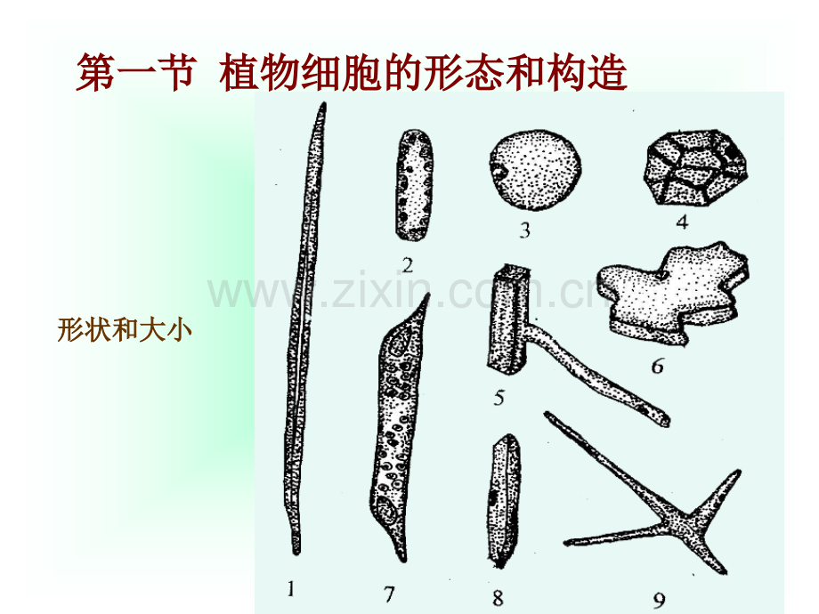 园林植物学植物细胞.pptx_第1页