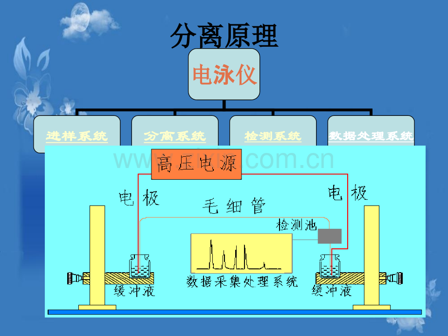 高效毛细管电泳在蛋白质分析中应用.pptx_第2页