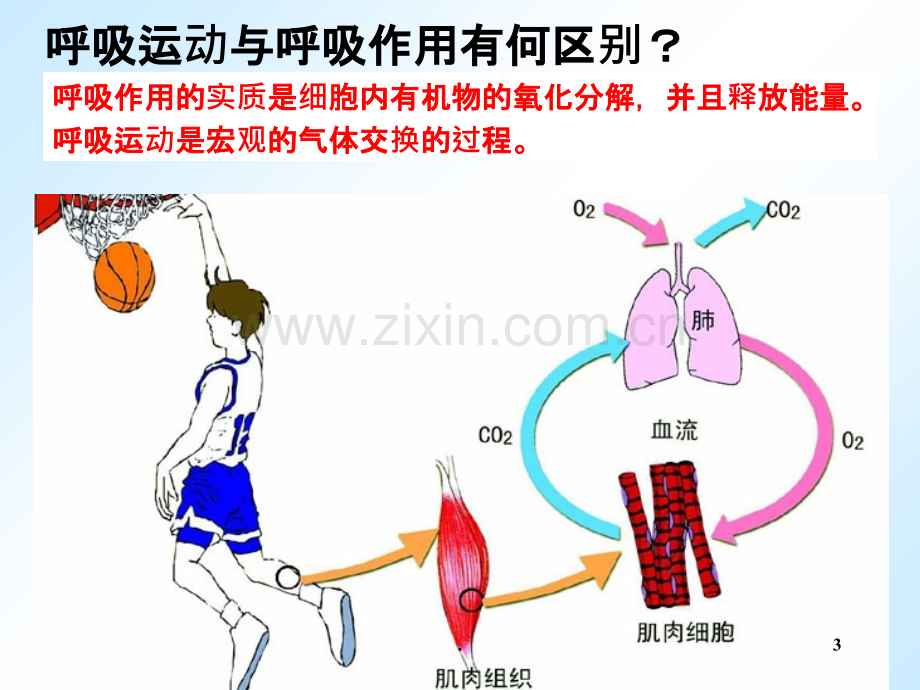 高级必修第章第节ATP的主要来源——细胞呼吸.ppt_第3页