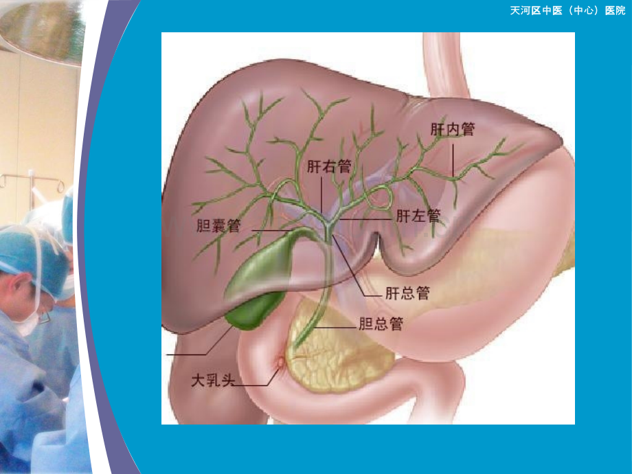 胆囊结石的形成.pptx_第3页