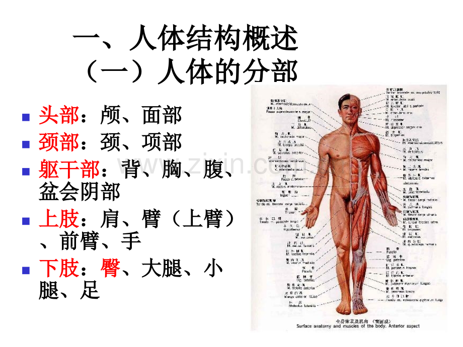 人体解剖学课件绪论.pptx_第3页