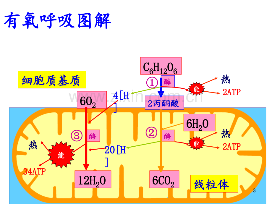 高考第一轮复习轮ATP的主要来源细胞呼吸.ppt_第3页