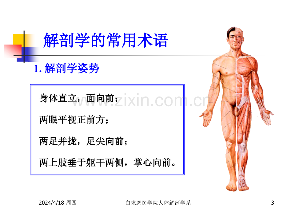 躯干骨附肢骨.pptx_第3页