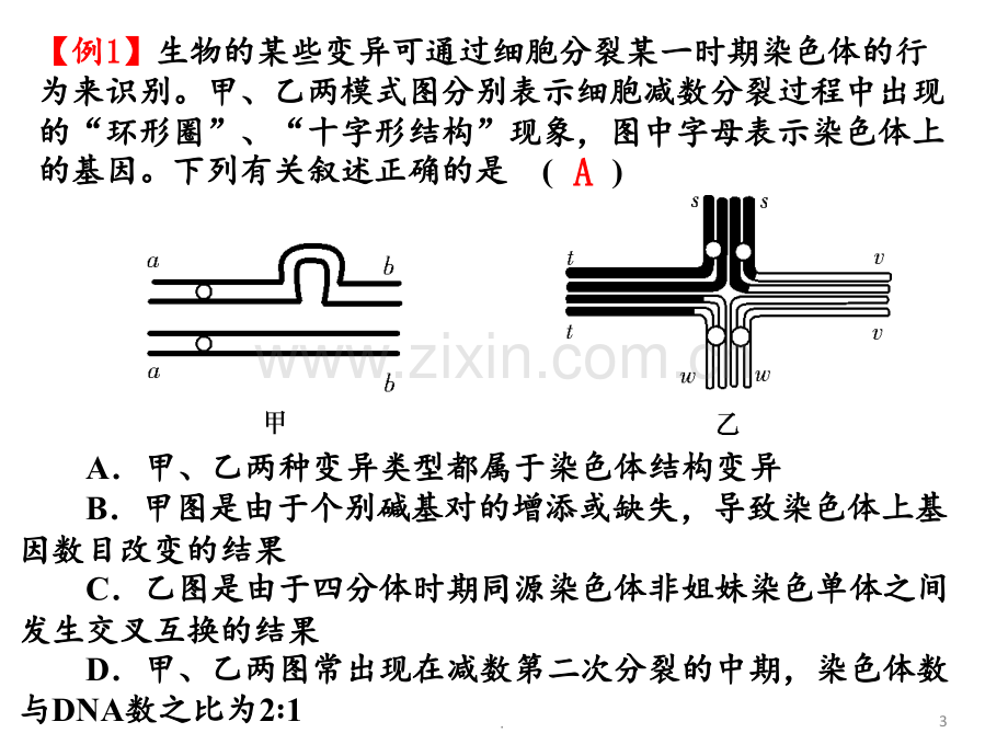 高考生物一轮复习-染色体变异人教.ppt_第3页