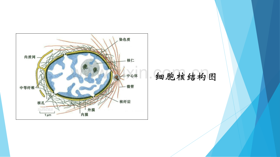 细胞核的结构与功能.pptx_第2页