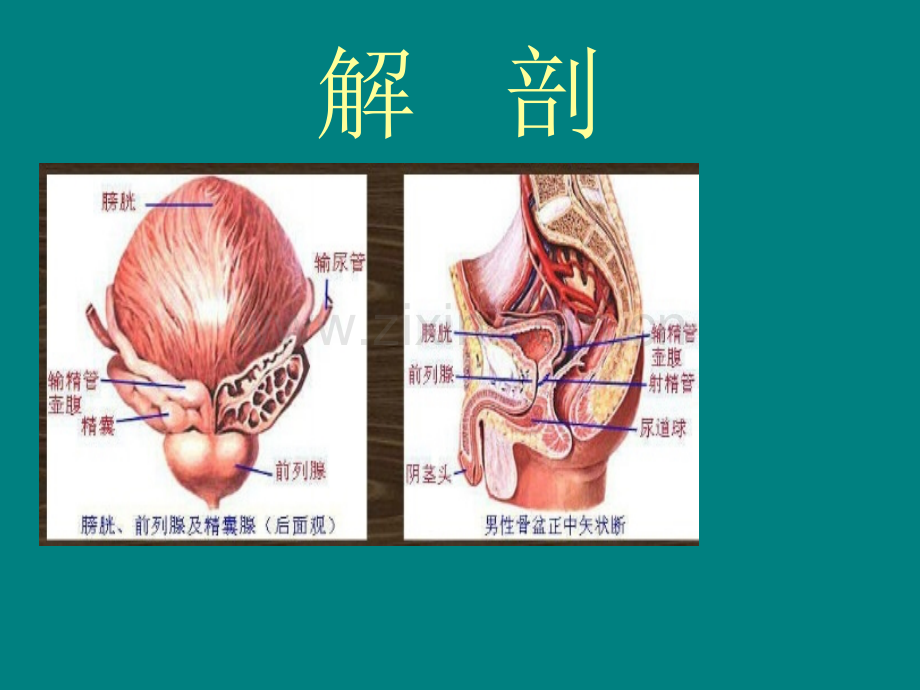 前列腺--教学PPT.ppt_第3页