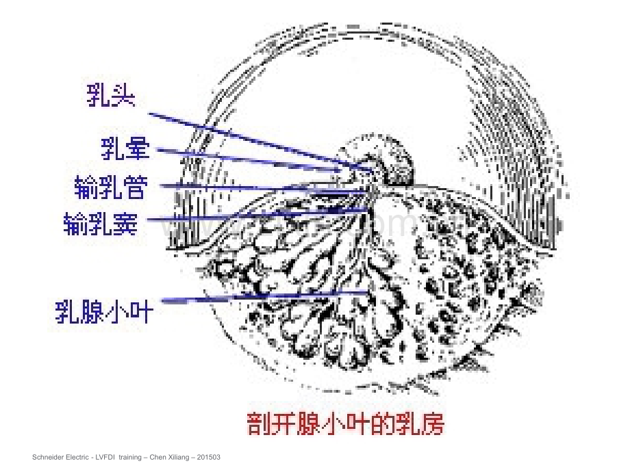 十三-乳腺肿瘤病人的护理.ppt_第3页