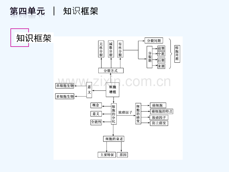 第四章-细胞增殖与分化-PPT.pptx_第3页