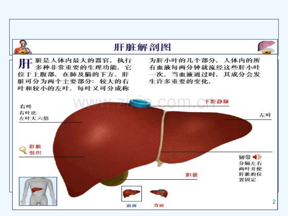 肝癌的手术配合-PPT.ppt_第2页