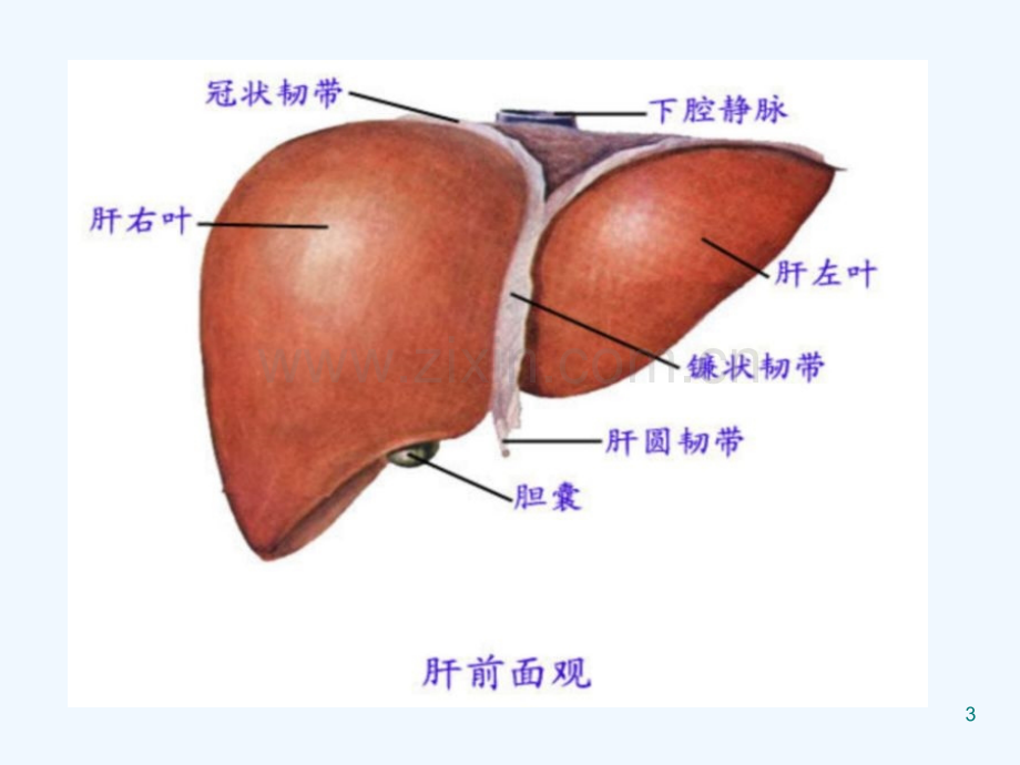 肝癌的手术配合-PPT.ppt_第3页