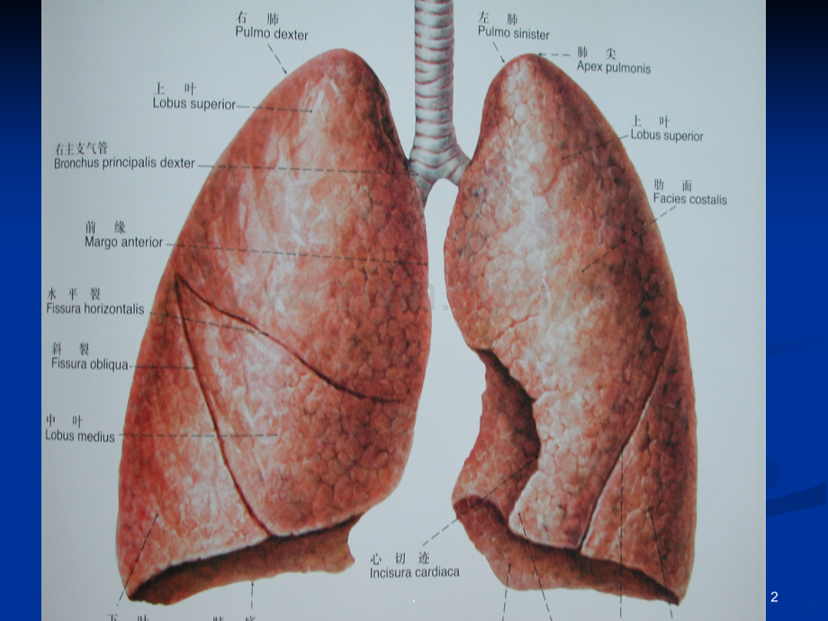 呼吸系统肺结核的防治.ppt_第2页
