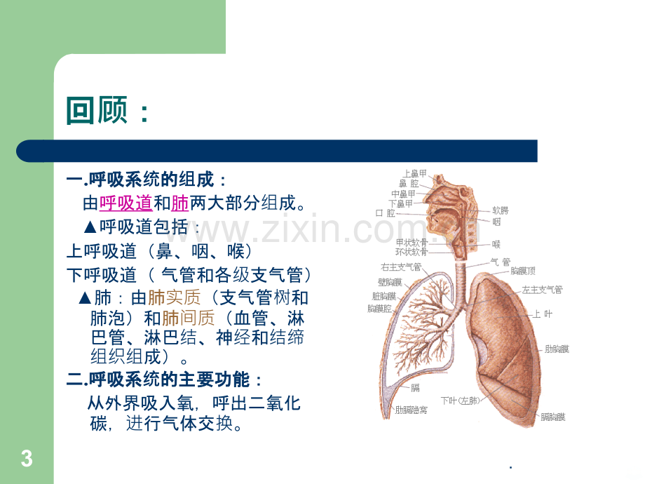 呼吸系统疾病常见症状.ppt_第3页